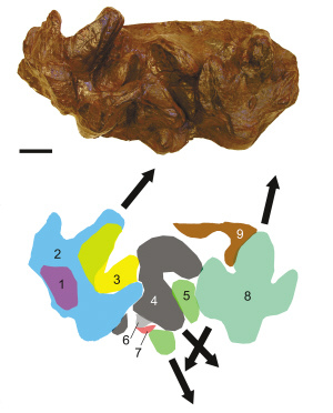 重慶發(fā)現(xiàn)植食性恐龍足跡化石 曾被拿來砌石墻