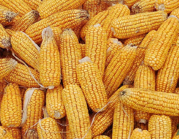 YԴśr