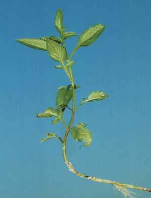 大別山天香菜