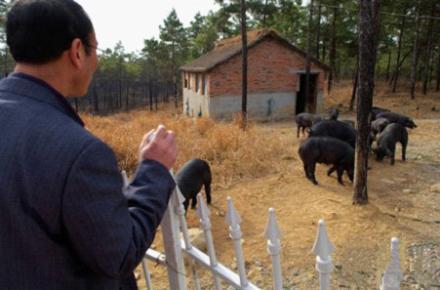“豫南黑豬”肉產品的安全絕對有保障
