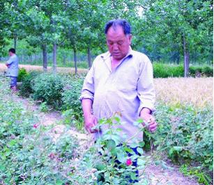 玫瑰價格反復無常花農抱怨遭“暗算”