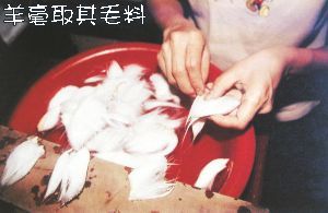 ꖄëP^