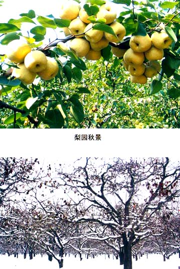 r-herIʾc
