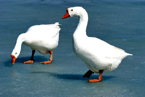 ZȵĂf