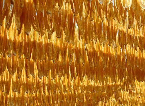 ָ