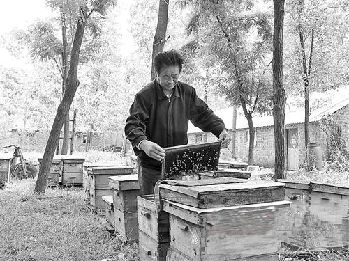 王喜文的甜蜜事業
