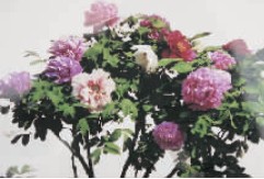 洛陽老太“移花接木”培育什錦牡丹